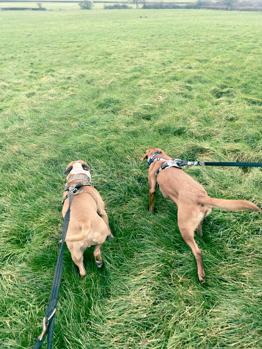 Chris Crow tweet media