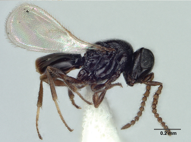 Hymenoptera Journal (@hymenopterajour) on Twitter photo Redescription of Telenomus dendrolimi, a parasitoid that shows potential to be mass-reared for the biological control of the pine moth Dendrolimus houi: doi.org/10.3897/jhr.97…
#biocontrol #parasitoids #taxonomy <a href="/OhioState/">Ohio State</a> Redescription of Telenomus dendrolimi, a parasitoid that shows potential to be mass-reared for the biological control of the pine moth Dendrolimus houi: doi.org/10.3897/jhr.97…
#biocontrol #parasitoids #taxonomy <a href="/OhioState/">Ohio State</a>
