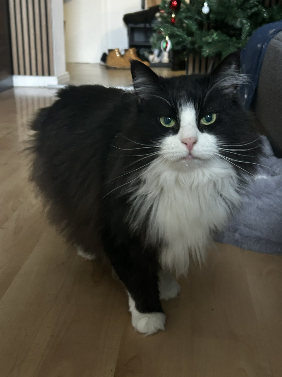 Heute ist gleich 2x Silvester, denn die 84 Tage Wartezeit sind offiziell vorbei und es geht ihr blendend🥺❤️
Danke nochmal an jeden einzelnen der damals gespendet hatte, nur deswegen ist sie noch da ❤️ #FIPWinner