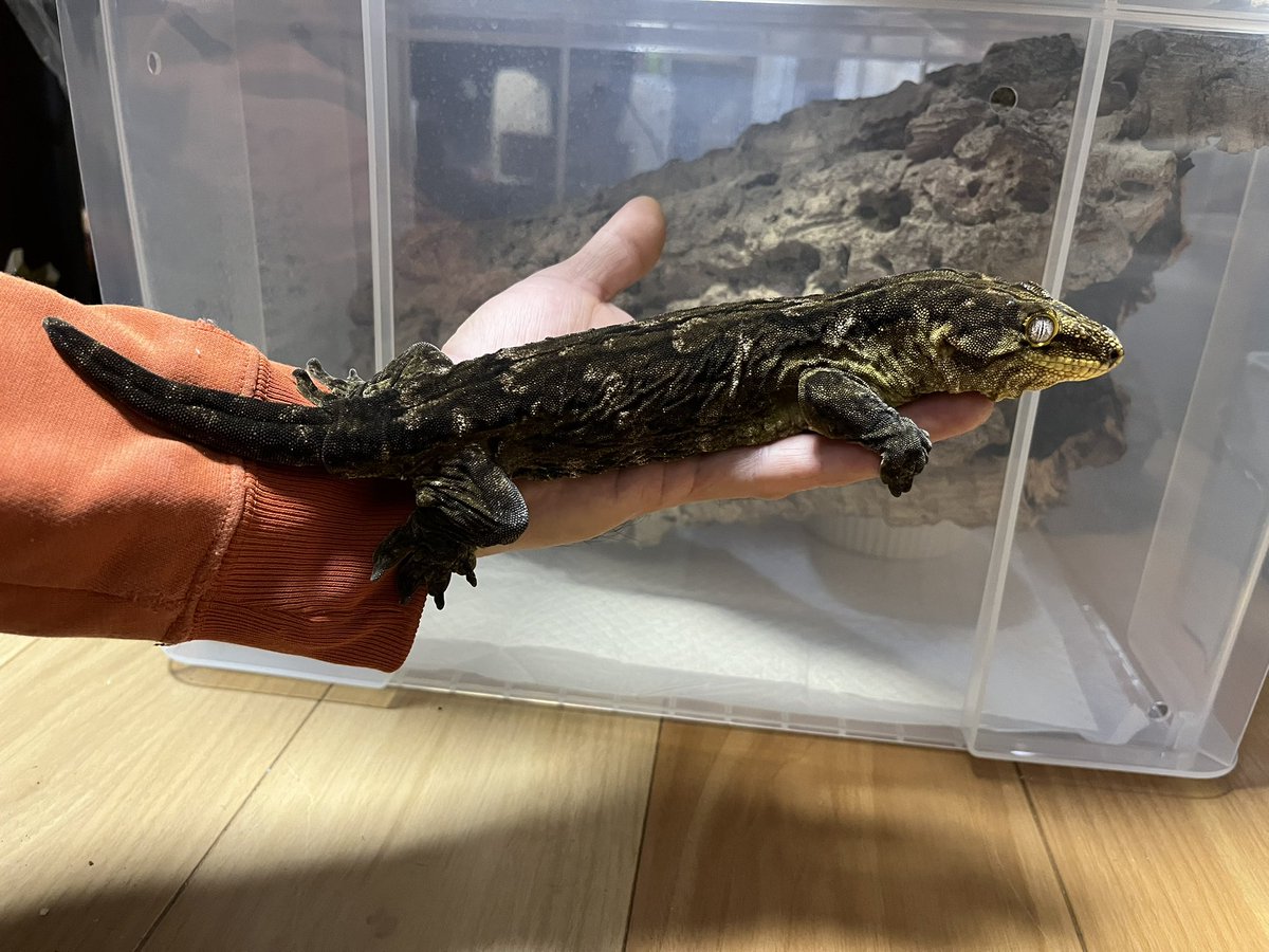 しまの炭焼き tweet media