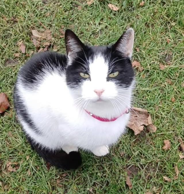 JohnDaffern2's tweet photo. ❌️LOST CAT❌️
- #OldBasford
- #Nottingham
- #NG6 Area
Suki has a pink collar on like in the photo with an AirTag attached to it but has unfortunately stopped working since 24/12/24.
Anyone sees her please call 07840730209 https://t.co/8czVyr9zTN