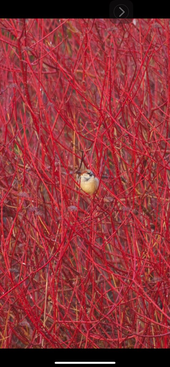 Chris Sperring MBE (@chrissperring) on Twitter photo Male House Sparrow (scarce round theze yer partz) immersed in Dogwood.
@Birder_Griffon <a href="/IrishRainforest/">Eoghan Daltun 🌍</a> <a href="/WildPortishead/">Portishead Wildlife Action Group</a> <a href="/Kernowringer/">Peter Roseveare</a> <a href="/camelbirder/">Derek Julian</a> <a href="/tern09/">Torbjörn Hegedüs</a> <a href="/pow_rebecca/">Rebecca Pow</a> Male House Sparrow (scarce round theze yer partz) immersed in Dogwood.
@Birder_Griffon <a href="/IrishRainforest/">Eoghan Daltun 🌍</a> <a href="/WildPortishead/">Portishead Wildlife Action Group</a> <a href="/Kernowringer/">Peter Roseveare</a> <a href="/camelbirder/">Derek Julian</a> <a href="/tern09/">Torbjörn Hegedüs</a> <a href="/pow_rebecca/">Rebecca Pow</a>