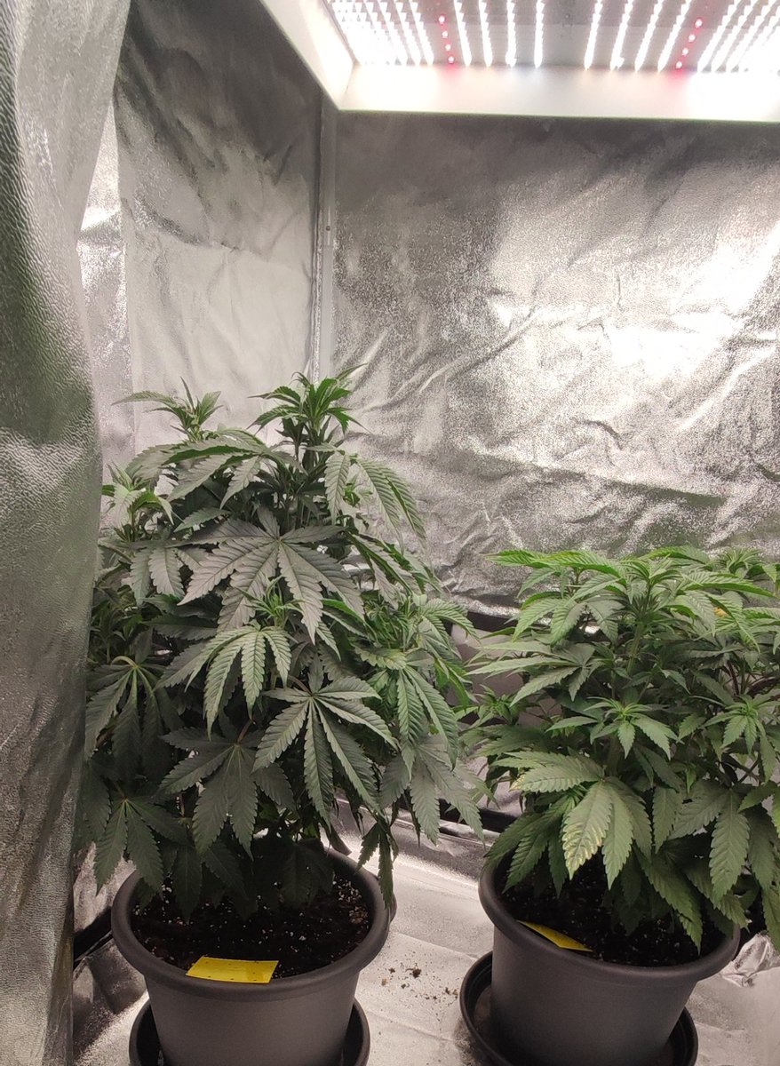 Hey hier ein relativer Grow Anfänger dies wird der erste grow wo ich zumindest anfange bisschen die Sonnensegel zu beschneiden hat jemand dafür Tipps worauf man dabei achten muss? ( Habe bisschen bedenken zuviel wegzunehmen 😅)