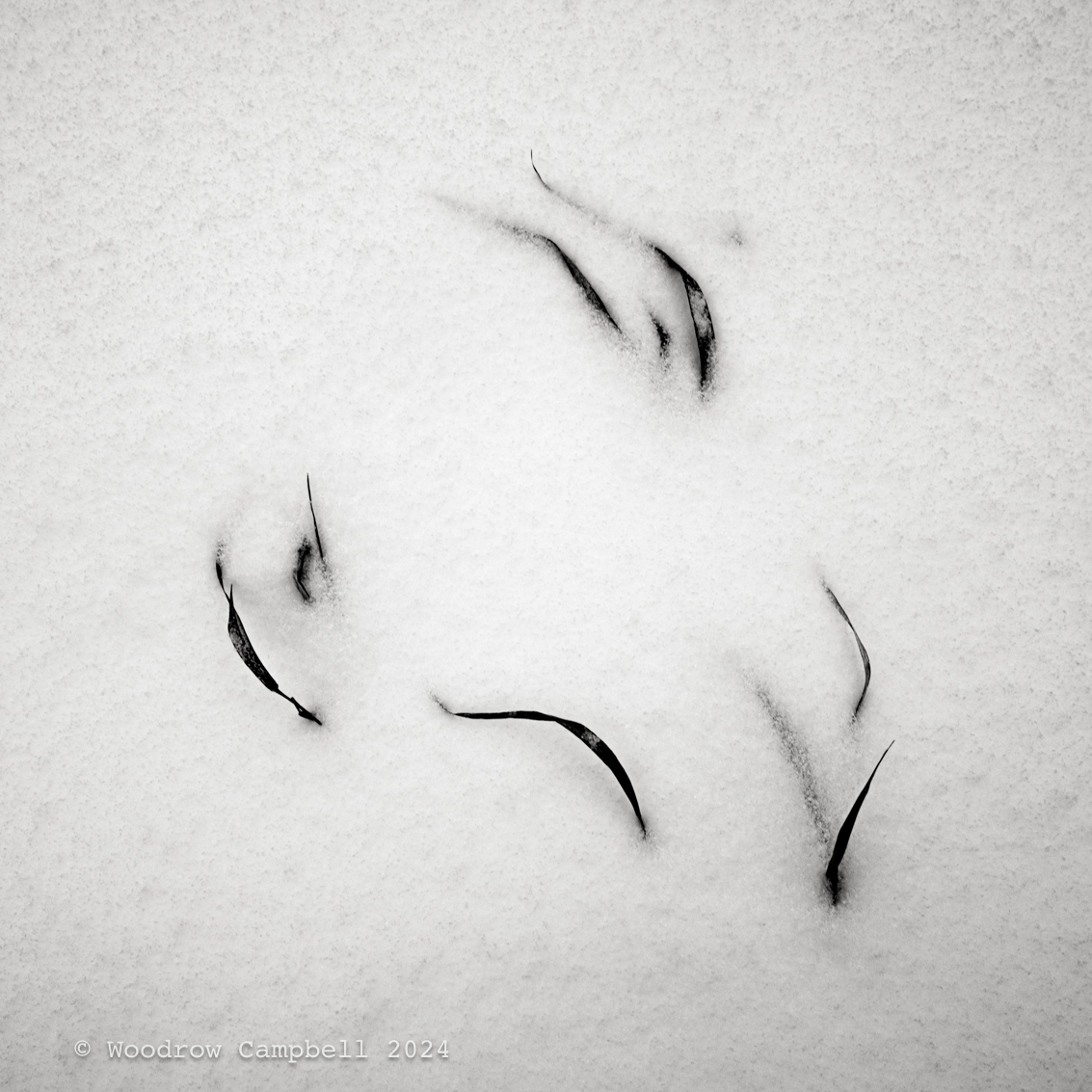 Woody_Campbell's tweet photo. Looking back four years to day 4084 of my 15-year daily photo project. Grass piercing  snow in Warren, CT, captured  with my Leica M11M. Simplicity and resilience in nature inspire.

 #BlackAndWhitePhotography #DailyPhotoProject #Minimalism #WinterVibes #GrassAndSnow #WarrenCT https://t.co/XCc7BX8U1P