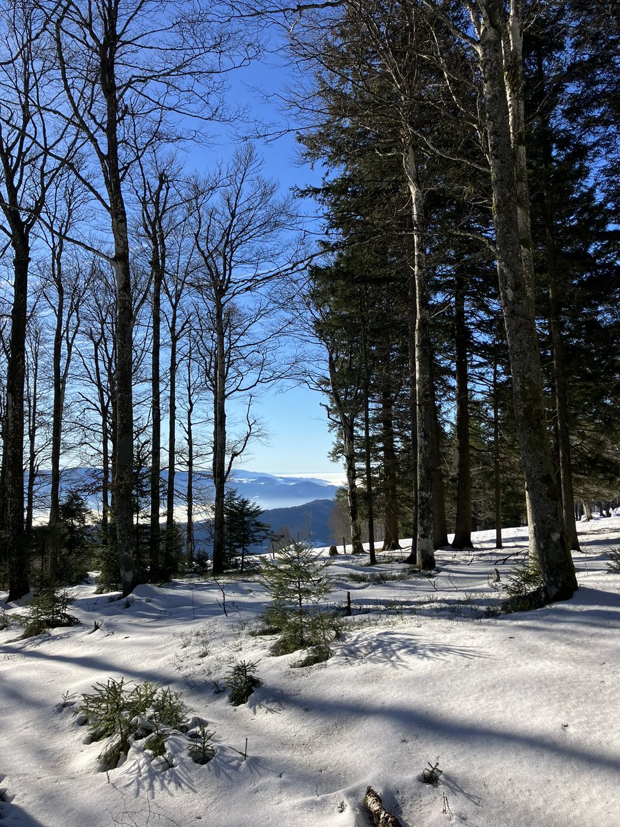 Georg Buchholz tweet media