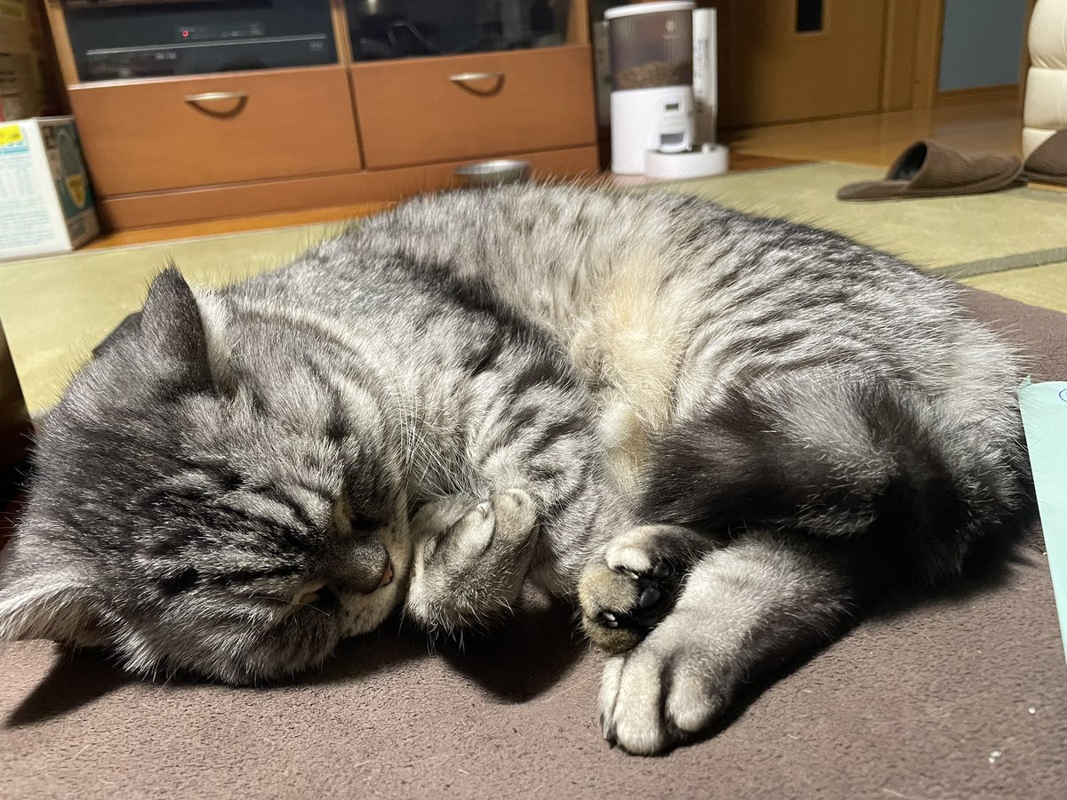 ae5886yuya's tweet photo. 今年は仕事が忙しかったり生活が変わったり、色んなことがあった1年でした🤣
車は売ってませんのでご安心を🤣
来年もよろしくお願いします🙋‍♂️良いお年を〜👍 https://t.co/OrLHMUqt4W