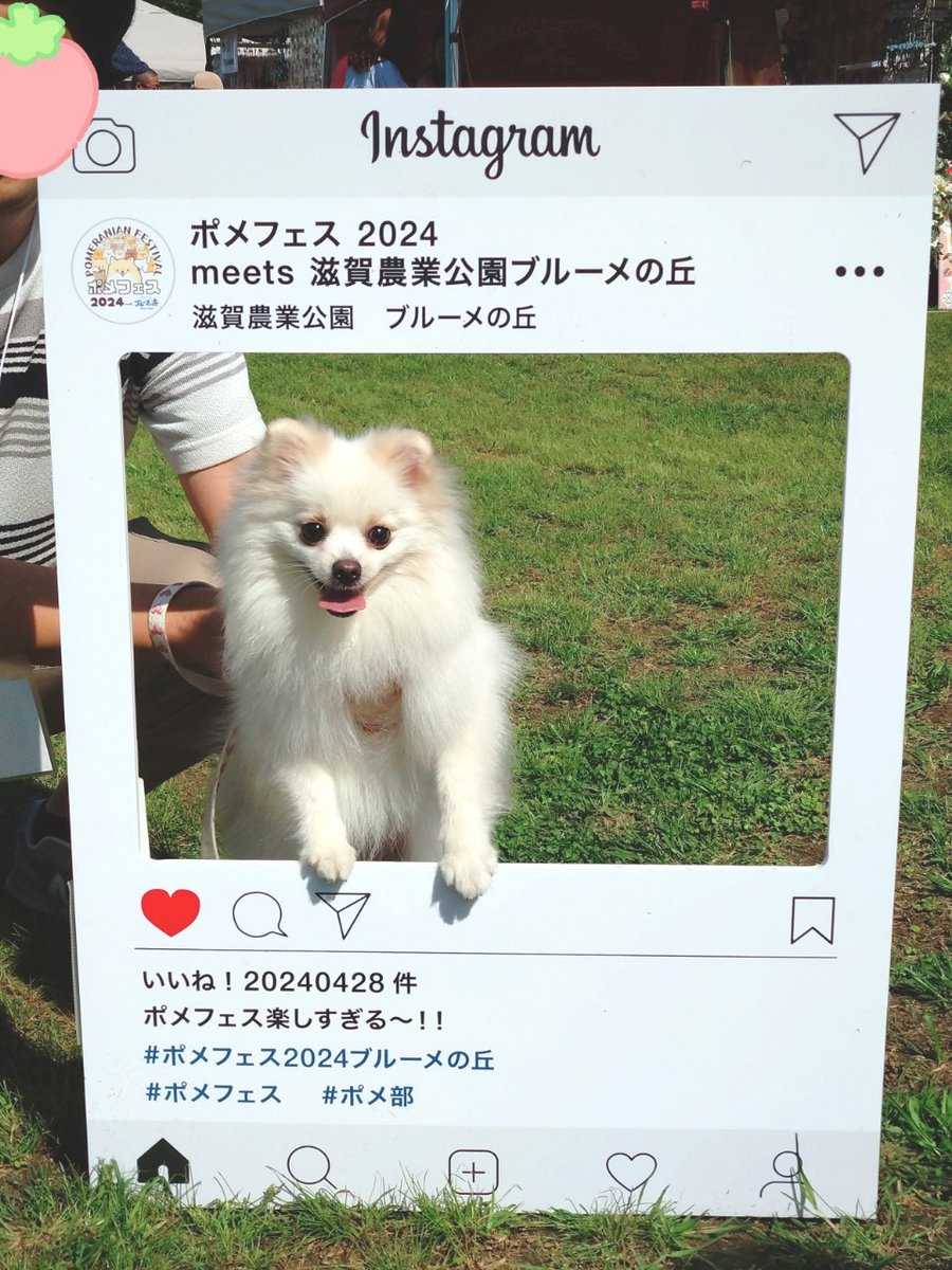 pomewako0715's tweet photo. 今年も1年��世話になりました😄
来年も楽しく過ごせたらと思います♪
#ポメラニアン https://t.co/E5CBJWH9WT