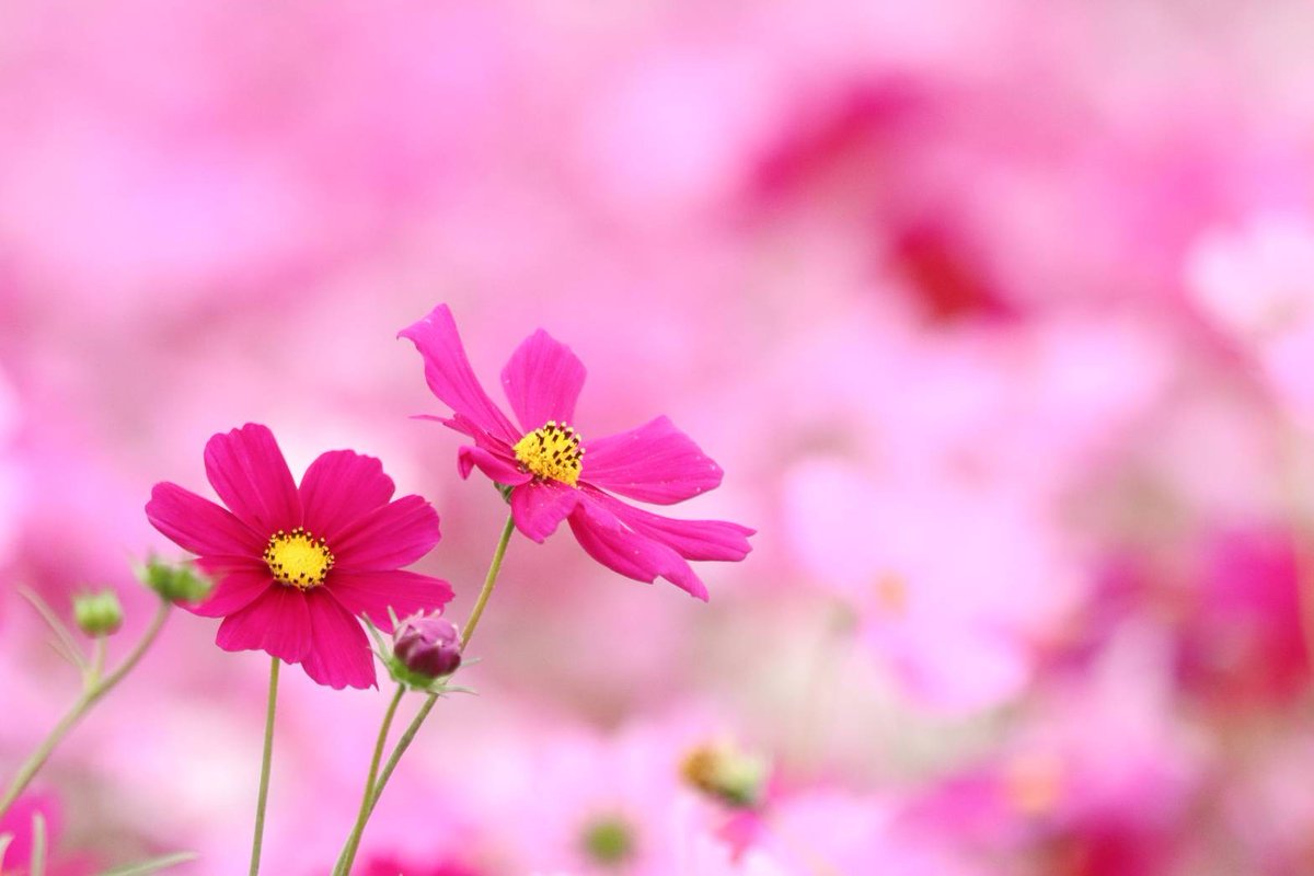 ibk_sakura's tweet image. 2024年もあと少し。
今年も1年間ありがとうございました。
色んな所に写真活動へ行けて楽しかったです。
2025年もマイペースに写活楽しみます！
みなさま良いお年を！！！
#今年を写真4枚で振り返る