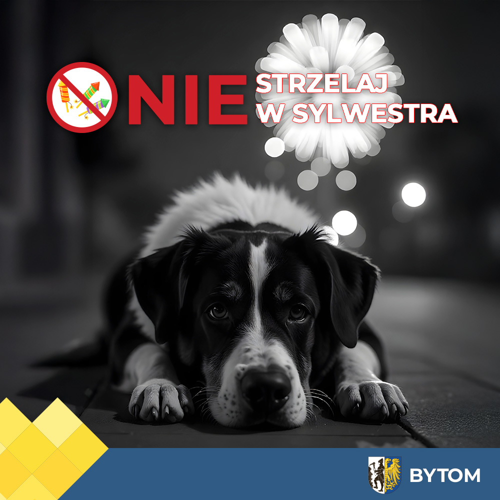 umbytom's tweet photo. Nie strzelaj w sylwestra! Fajerwerki nie są spoko i mogą wyrządzić dużo krzywdy zwierzętom domowym oraz wolno żyjącym🦊🐱🐶 #Bytom
https://t.co/xknjpYdzYW https://t.co/VPlUvANDBi