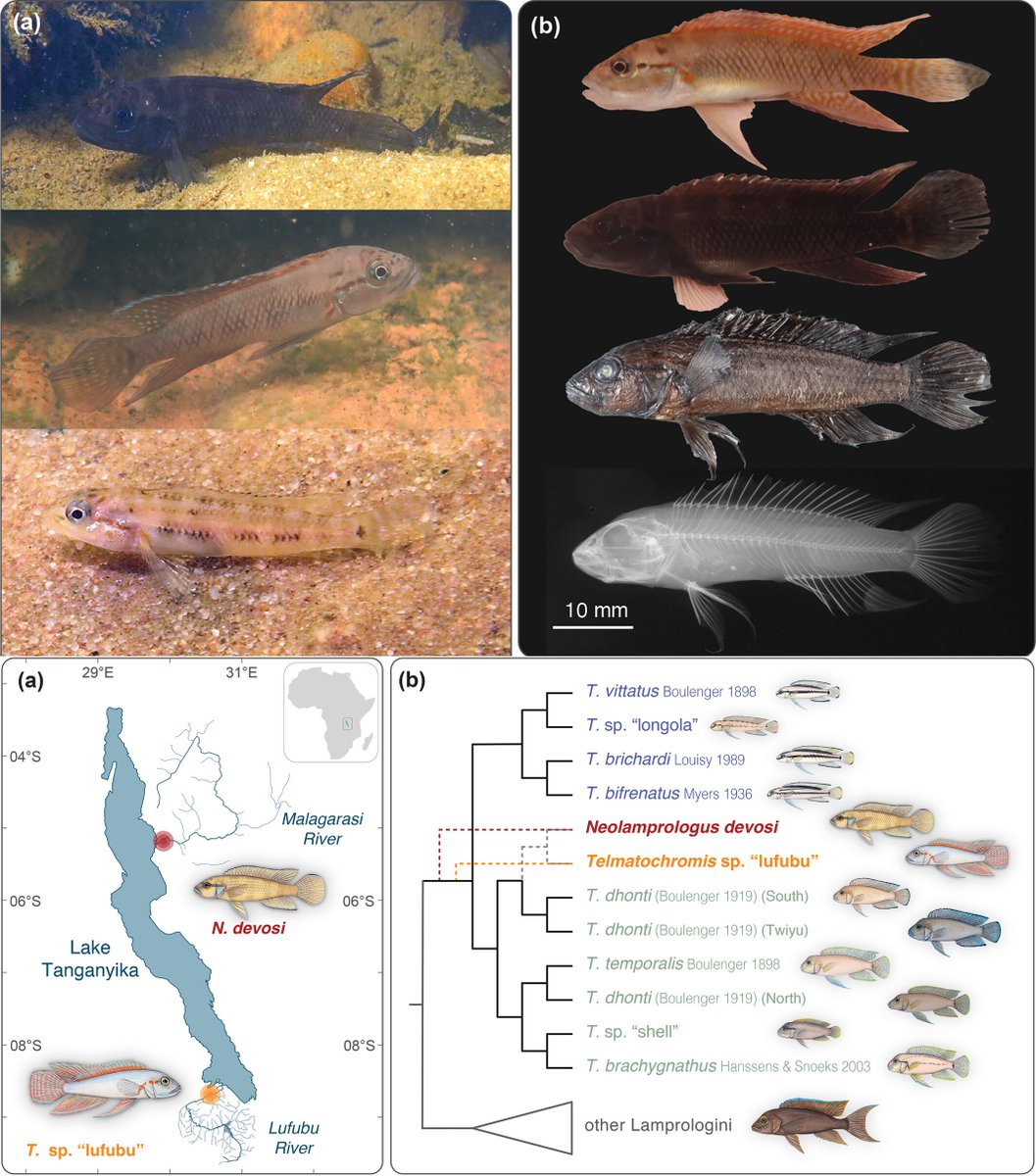 Fish in the News (@fishinthenews) on Twitter photo #NewSpeciesAlert - ππππππ‘ππβπππππ π πππ§ππ’πππππ. Morphological diversity of the genus #ππππππ‘ππβπππππ from the #LakeTanganyika drainage with the description of a new riverine species. #Lamprologine #Cichlids
π onlinelibrary.wiley.com/doi/10.1111/jfβ¦ #NewSpeciesAlert - ππππππ‘ππβπππππ π πππ§ππ’πππππ. Morphological diversity of the genus #ππππππ‘ππβπππππ from the #LakeTanganyika drainage with the description of a new riverine species. #Lamprologine #Cichlids
π onlinelibrary.wiley.com/doi/10.1111/jfβ¦