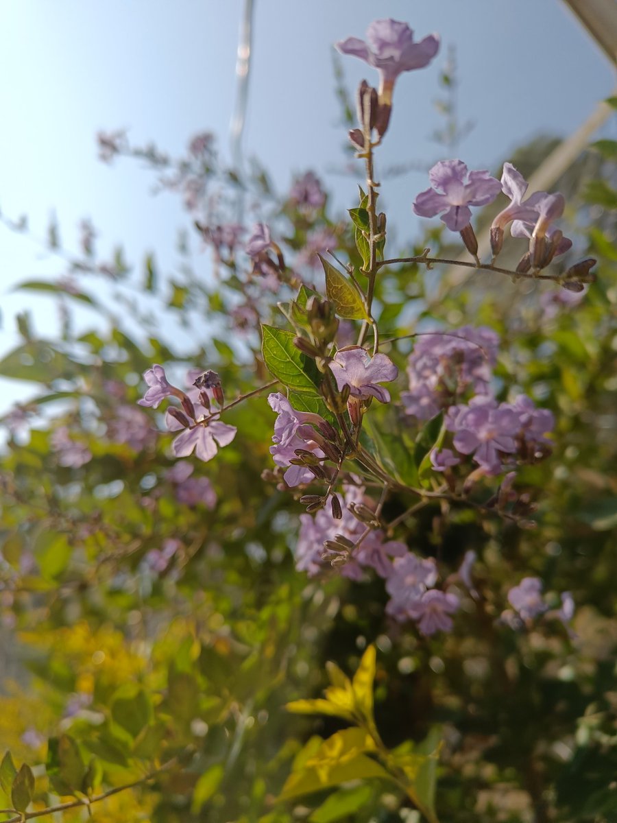 May 2025 be the year your plants thrive, your chakras align, and the universe finally stops making you learn life lessons the hard way ! 
(Time for real results, Captain Cosmos! )

#NewYear 
📸 Skyflower, 20.12.24