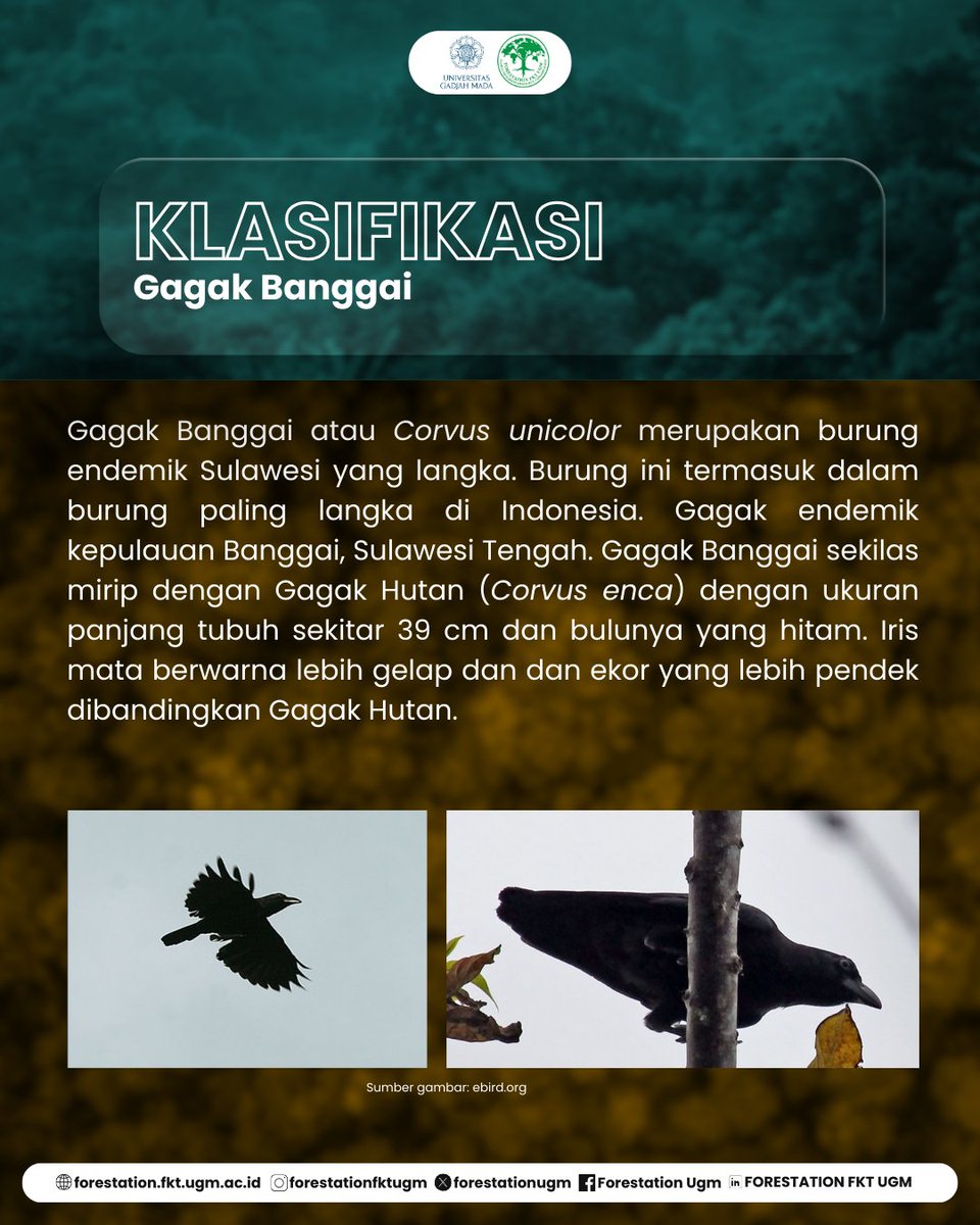FORESTATIONUGM's tweet photo. [SAPA SATWA #10: GAGAK BANGGAI]

Halo sobat gajah sumatra! 👋🐘

Pada SAPA-SATWA! #10 kali ini, kita akan membahas tentang satwa endemik Indonesia yang masih jarang diketahui, yaitu Gagak Banggai nih sobat!‼️📖

KSDH JAYA!!! https://t.co/bZQKMmlCtE