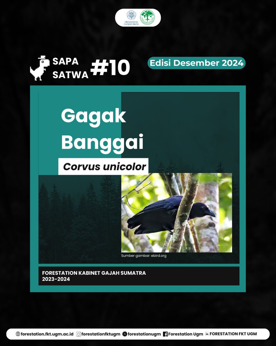 FORESTATIONUGM's tweet photo. [SAPA SATWA #10: GAGAK BANGGAI]

Halo sobat gajah sumatra! 👋🐘

Pada SAPA-SATWA! #10 kali ini, kita akan membahas tentang satwa endemik Indonesia yang masih jarang diketahui, yaitu Gagak Banggai nih sobat!‼️📖

KSDH JAYA!!! https://t.co/bZQKMmlCtE