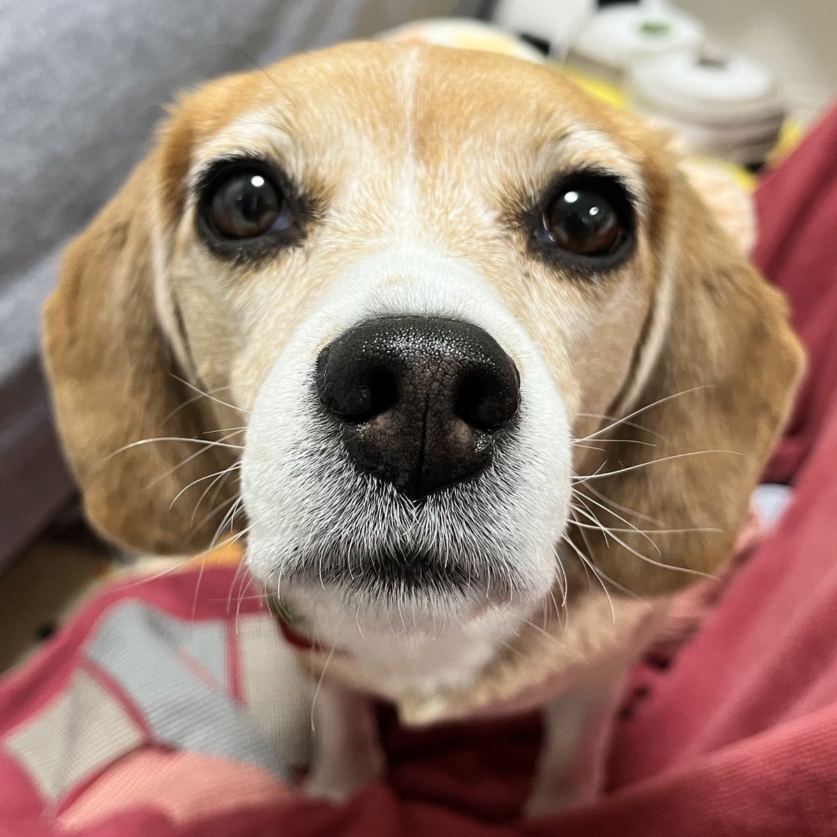 Beagleume15's tweet photo. 今年は大変お世話になりました
来年もたくさん写真を載せるので、ぜひ観てあげてください
良いお年を〜𓈒𓏸︎︎︎︎🐶
byまま https://t.co/diM0kqNbRi
