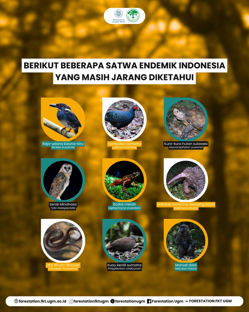 FORESTATIONUGM's tweet photo. https://t.co/BivQlMojIM