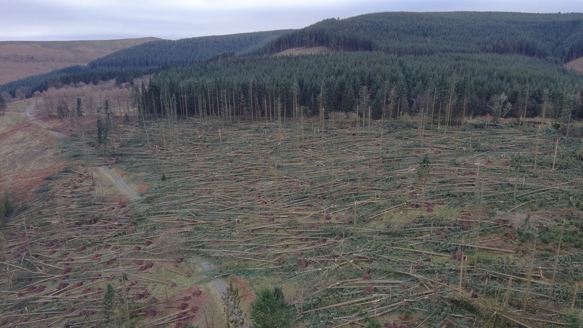 Gan fod gwyntoedd cryfion yn cael eu rhagweld ar gyfer Dydd Calan rydym yn gofyn i bobl osgoi teithio i'n coedwigoedd a'n gwarchodfeydd.
Mae rhybudd melyn gan y Swyddfa Dywydd ar gyfer gwynt mewn grym rhwng 12.15am a 3pm yfory (1af Ionawr).