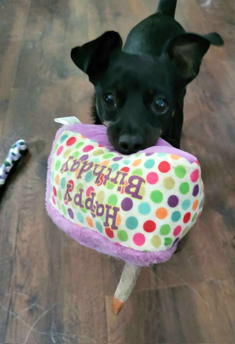 CreaturesCovers's tweet photo. OMD furiends! It's New Year's Eve ✨️  Hu-mom said she just had to do a "year in review" of some of her favorites! (Guess she couldn't pick just one!) Let's see your favorites too of 2024!!!
❤️, Dahlia Rose 🌹 
#ccllc #2024Review https://t.co/ewCnfCgquM
