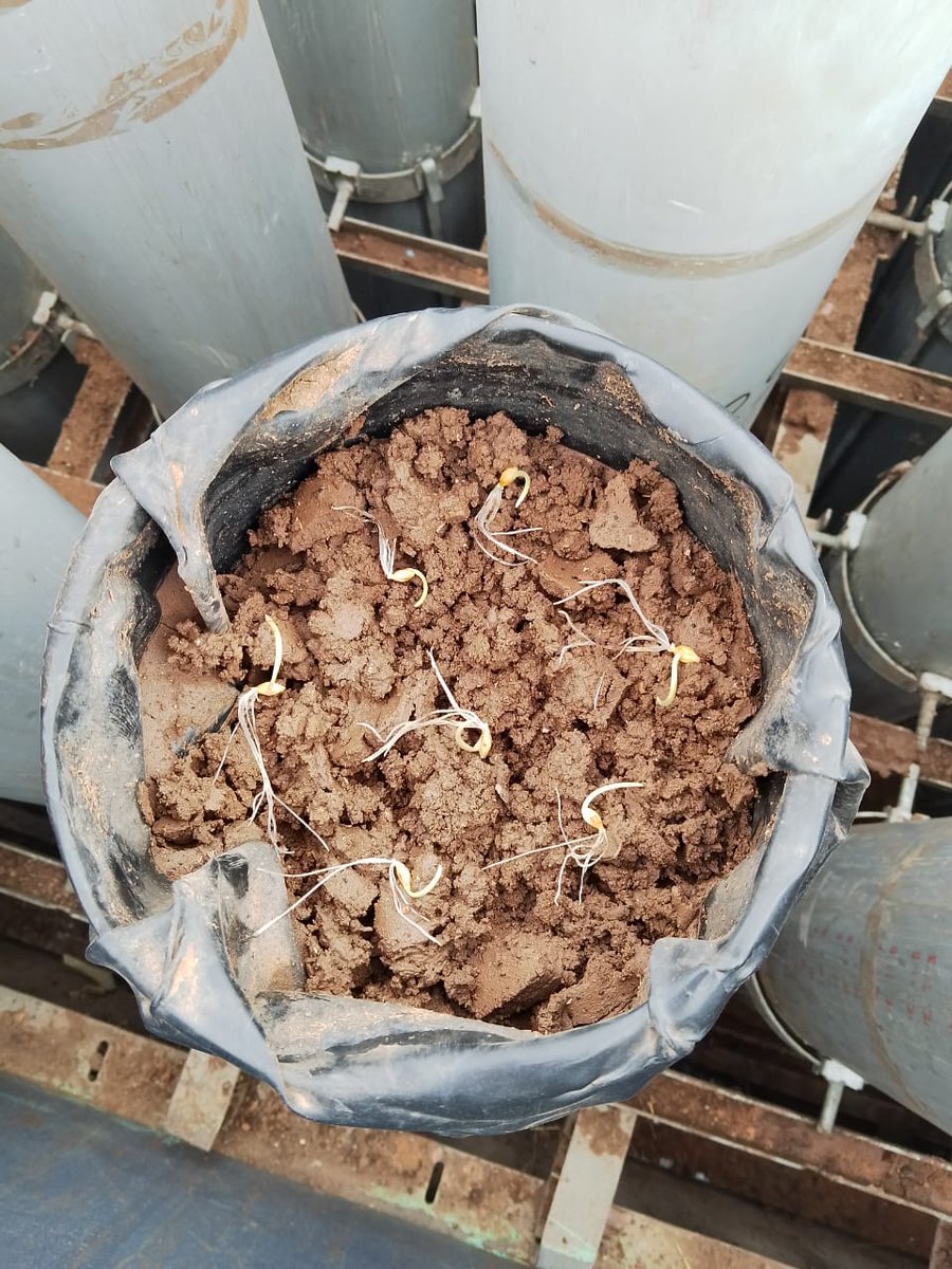 ZDagdad's tweet image. Planting @Root2Res trials in the Physiotron at Sidi El Aydi! 🌾✨ Excited to see promising high-throughput phenotyping results for #Barley, #DurumWheat, and #FabaBean! 💡🌾🌱
@Visio80
@BouhlalOutmane
@ICARDA