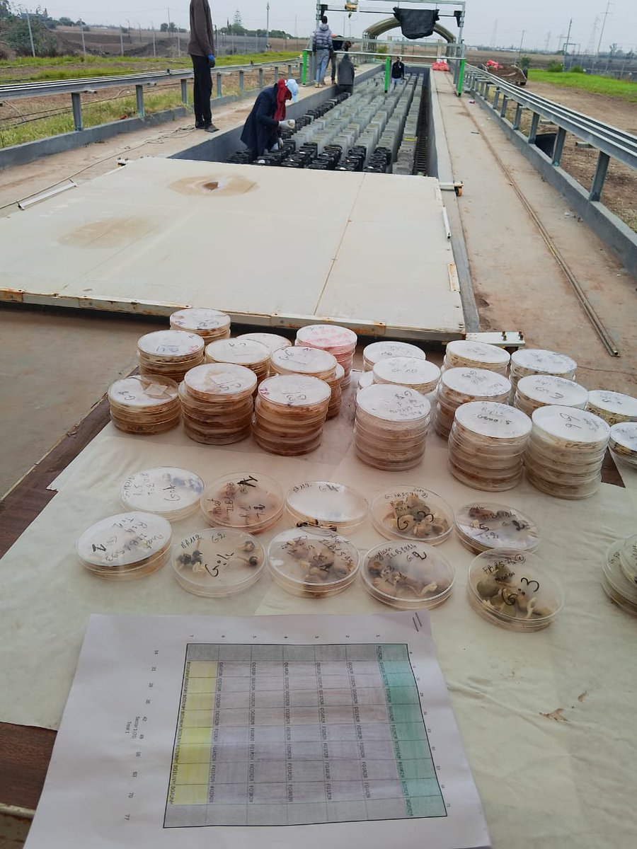 ZDagdad's tweet image. Planting @Root2Res trials in the Physiotron at Sidi El Aydi! 🌾✨ Excited to see promising high-throughput phenotyping results for #Barley, #DurumWheat, and #FabaBean! 💡🌾🌱
@Visio80
@BouhlalOutmane
@ICARDA