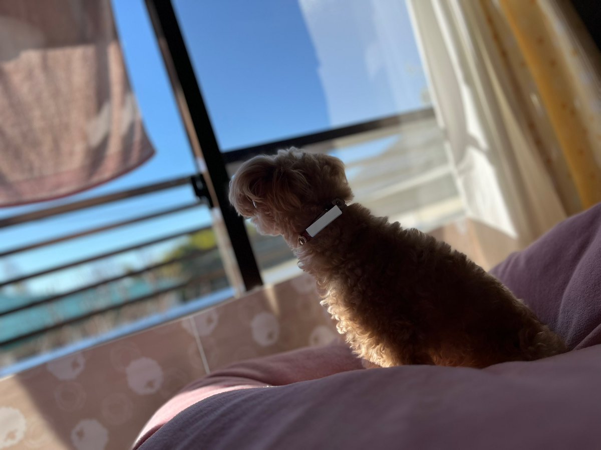 __yuzupon3__'s tweet photo. 2024年の犬をまとめます

1月 https://t.co/C1laTKhcsP