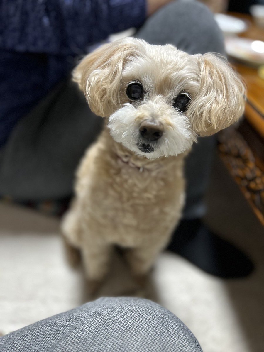 __yuzupon3__'s tweet photo. 2024年の犬をまとめます

1月 https://t.co/C1laTKhcsP