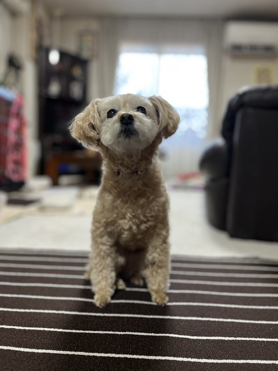 __yuzupon3__'s tweet photo. 2024年の犬をまとめます

1月 https://t.co/C1laTKhcsP