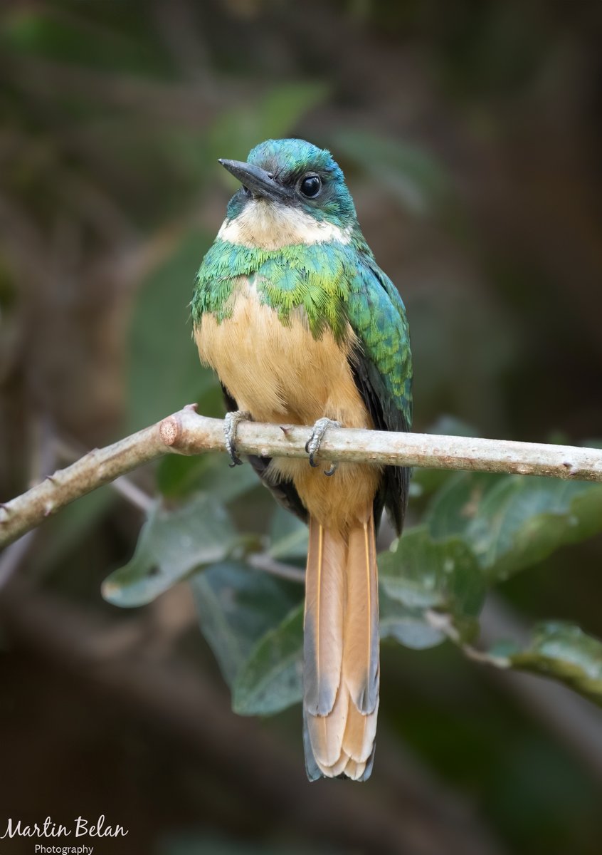 MartinBelan's tweet photo. Rufous-tailed Jacamar.  Pantanal, Brazil.  #birds #birdphotography https://t.co/R7ITTqMQSa
