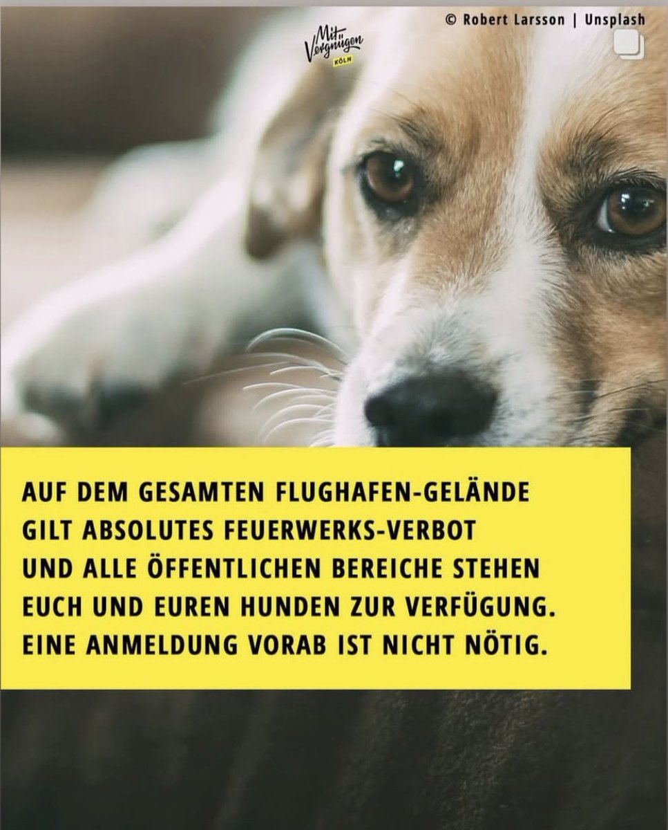 dokhollidays's tweet photo. Das ist so cool!

Hunde vor der depperten Böllerei zu schützen.
Ohne Kosten
Ohne Anmeldung.
Bravo @AirportCGN !

#Boellerverbot 
#Boellerverbot https://t.co/yrzZHct92Z