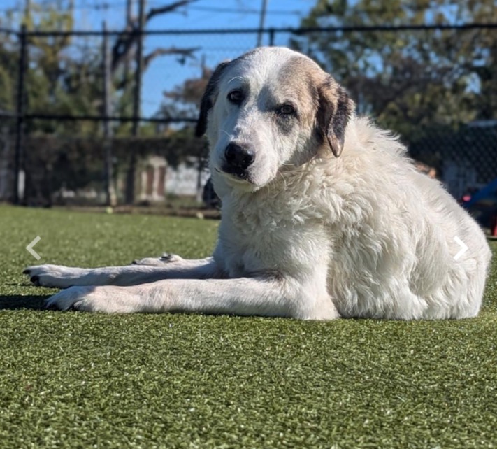 Long Way Home Adoptables tweet media