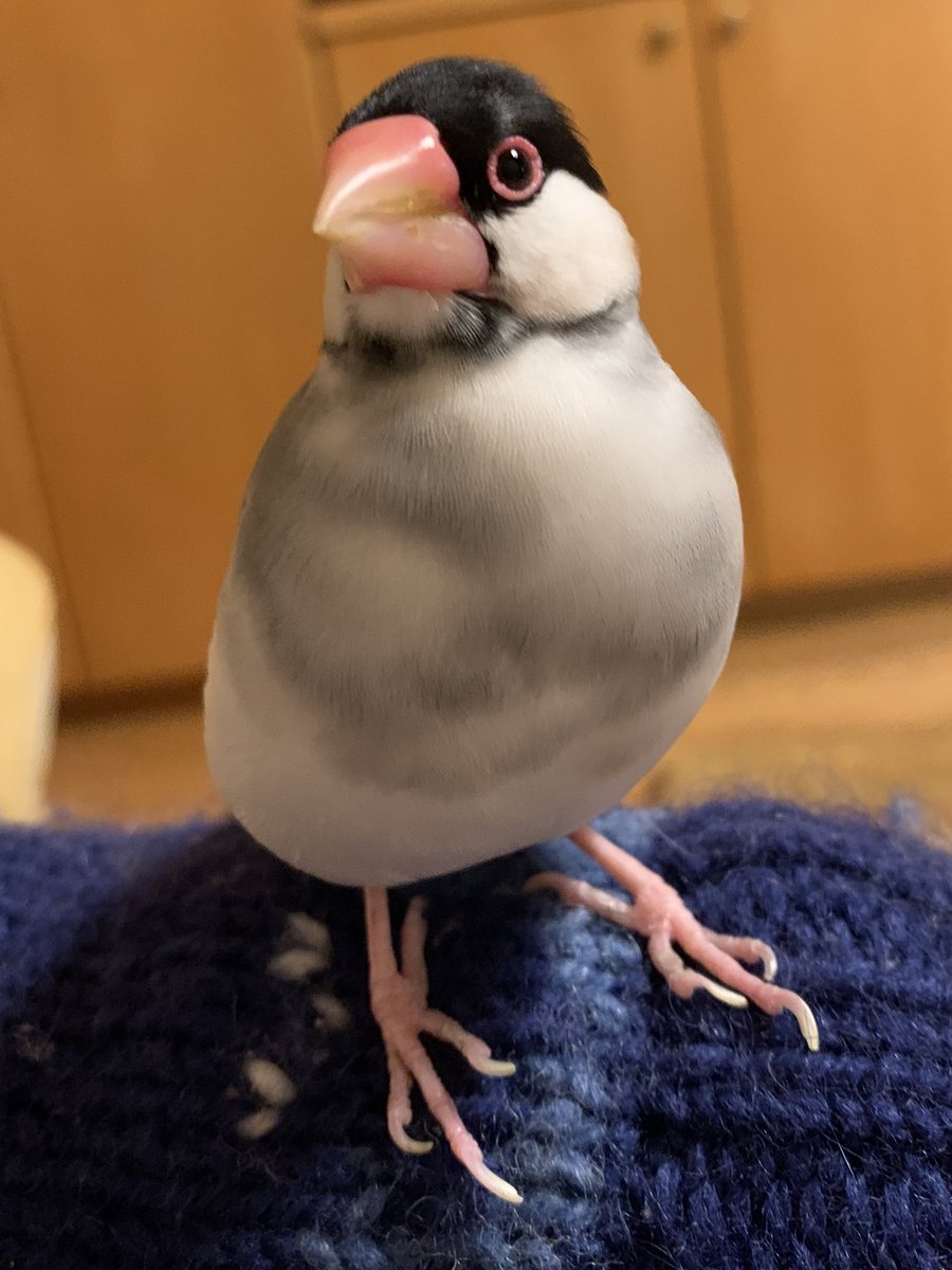 55555kuru's tweet photo. 今年はわが家の文鳥たちを見て下さり、ありがとうございました😊
よいお年を！！！
#文鳥 #buncho https://t.co/3pgGPO905n