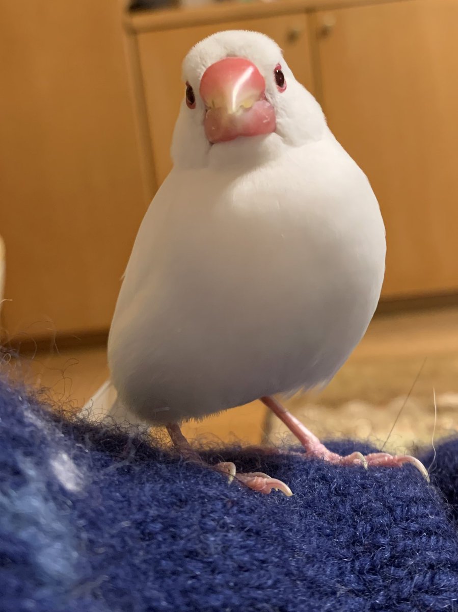 55555kuru's tweet photo. 今年はわが家の文鳥たちを見て下さり、ありがとうございました😊
よいお年を！！！
#文鳥 #buncho https://t.co/3pgGPO905n