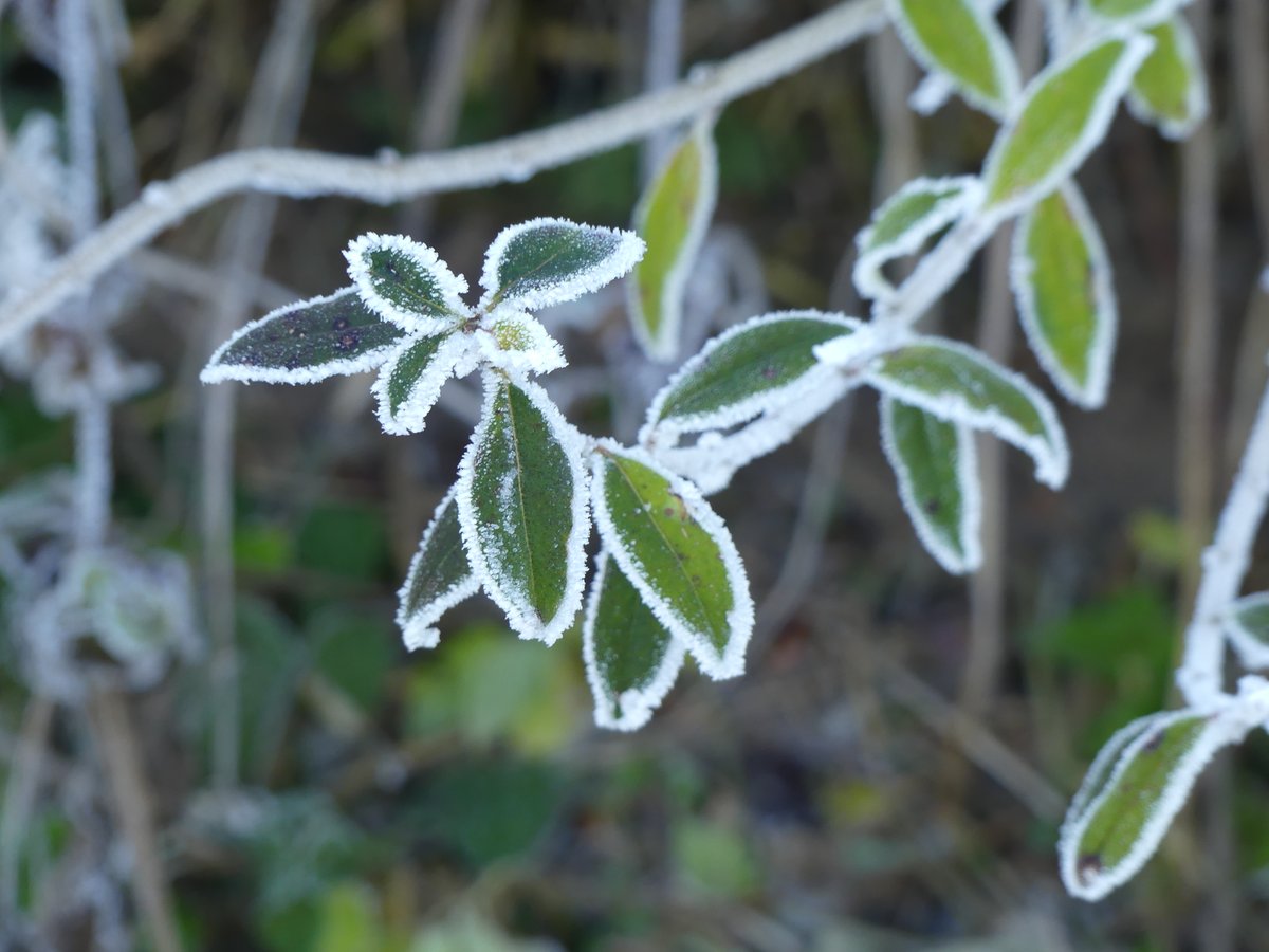 uzora5's tweet image. Schönheit am Wege #Eis