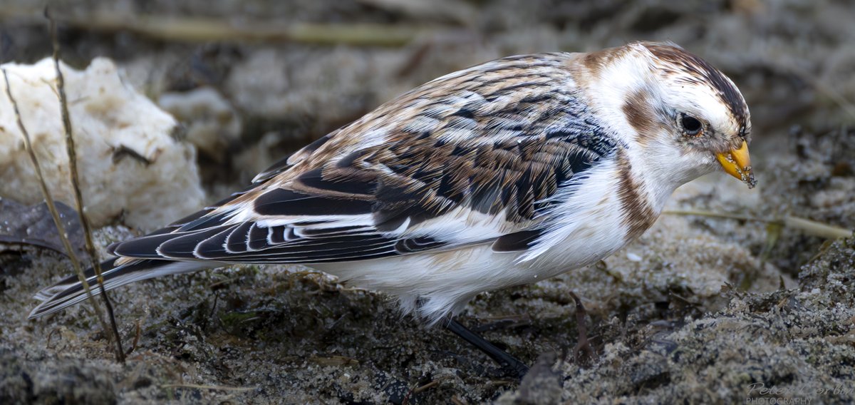petey632's tweet photo. Snow Bunting  Hamworthy Park Poole Dorset @DorsetBirdClub @harbourbirds @SightingDOR @DorsetWildlife #DORSET #bird #BirdsOfTwitter #birds #birdphotography https://t.co/Oo42hnJpvA
