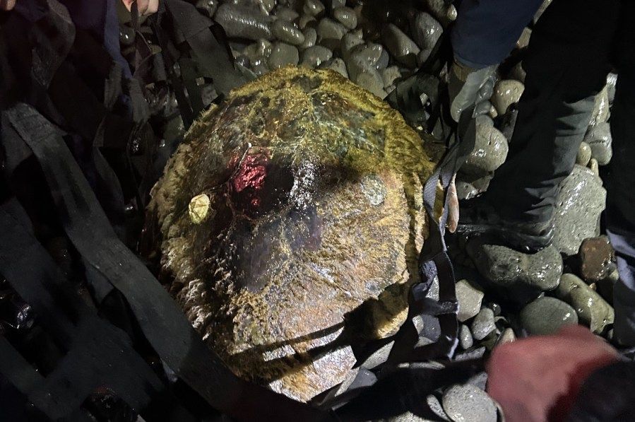 Oceanwire's tweet photo. #SeaturtleTuesday
Stranded sea turtle rescued near Oceanside, Oregon
https://t.co/jVYMl80dC8 https://t.co/wy4CI9YYBx