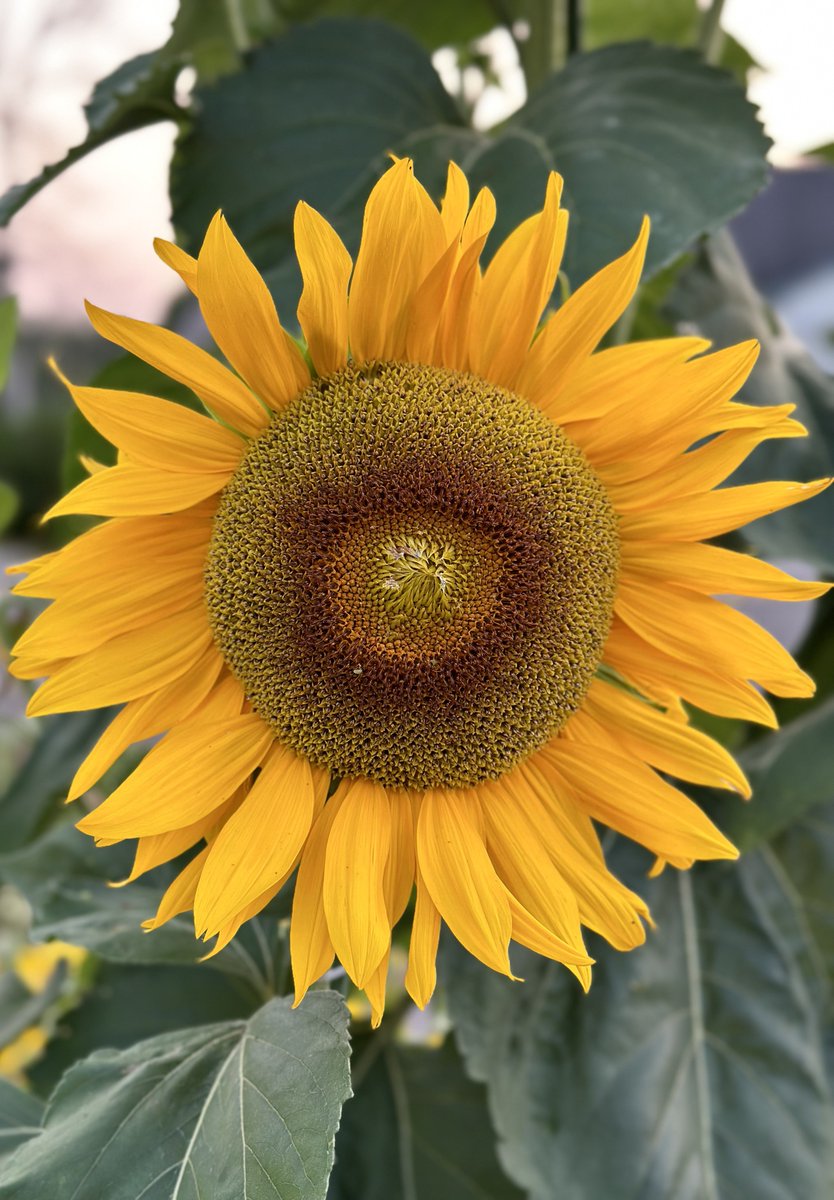 🌻wishing you a New Year full of ginormous smiles😊🌻 #sunflower