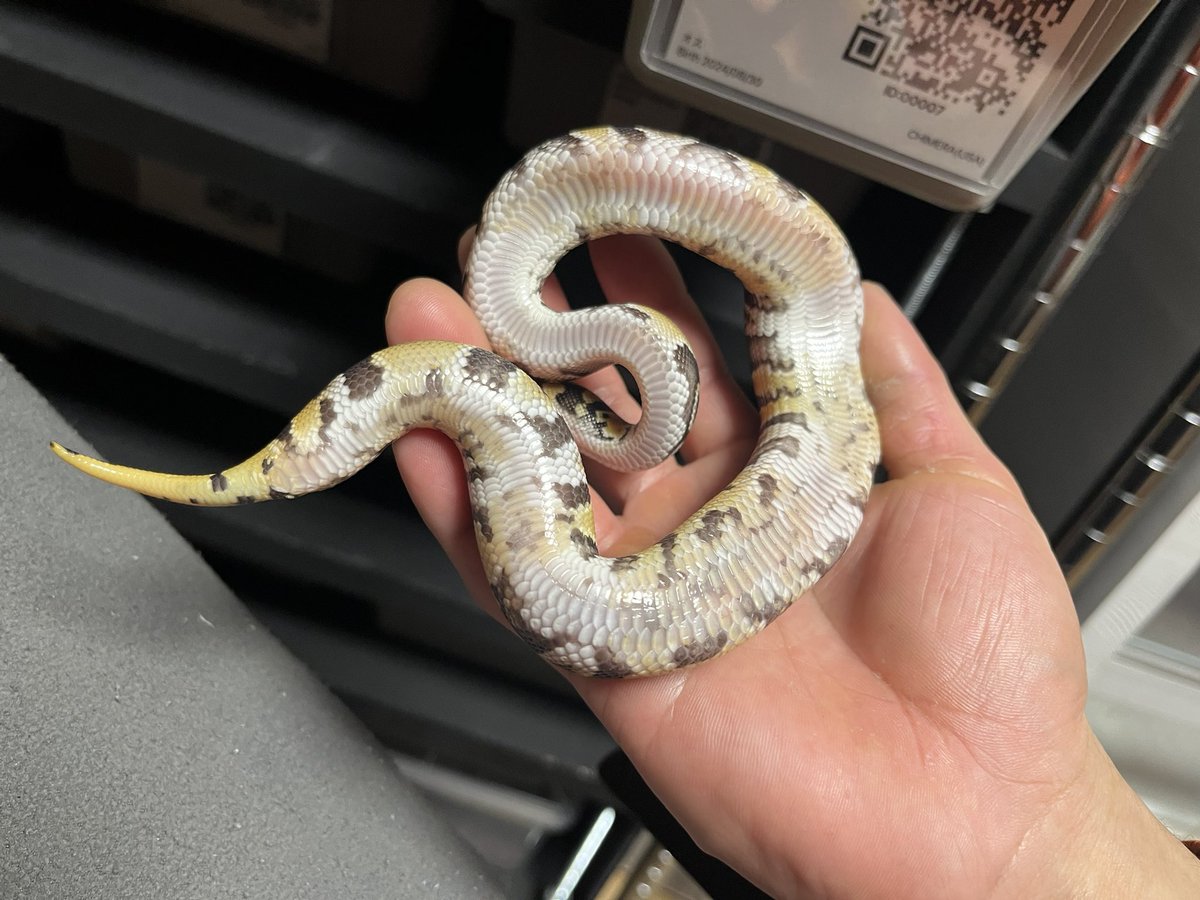 しまの炭焼き tweet media