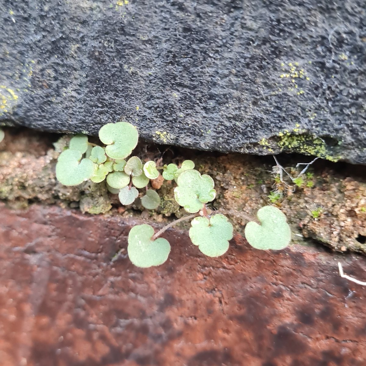 What a year.

I'd post my art year wrap up but I don't trust it. So... have a photo of a cute little weed instead.

I feel an affinity with it, growing from cracks despite it all.