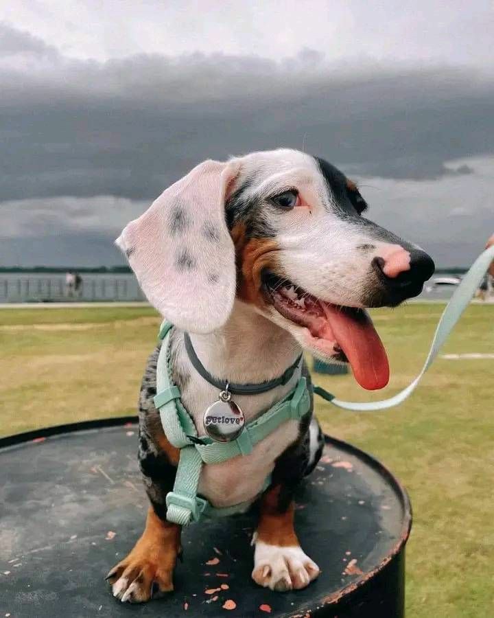 Dachshund30's tweet photo. Great photography ❤️❤️ https://t.co/qBOKG1Zi55