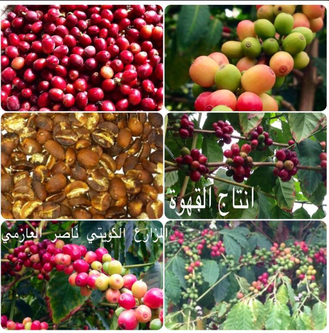 المزارع ناصر العازمي tweet media