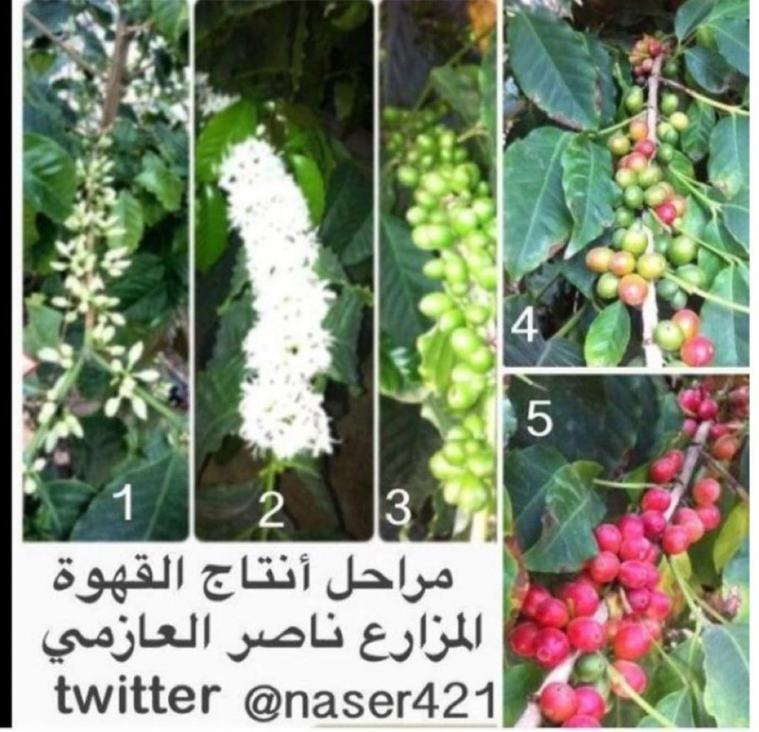 المزارع ناصر العازمي tweet media