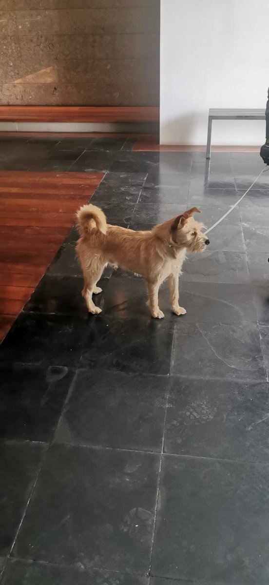 Animalunos tweet media