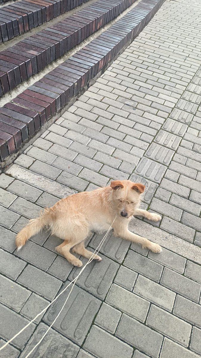 Animalunos tweet media