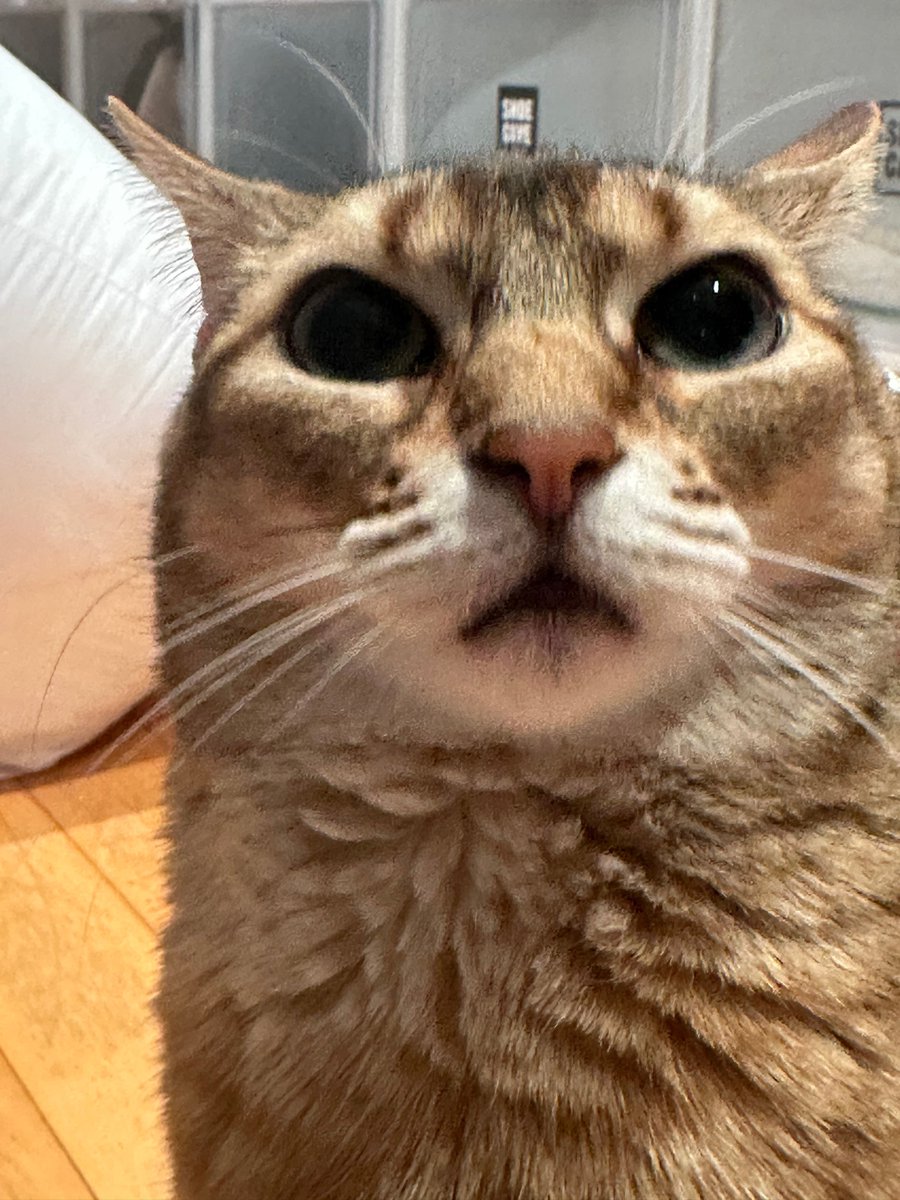 [b.stage] 241231 FREE TALK reply 

🦖: Did you get Ori’s permission for this picture ㅋㅋㅋㅋㅋㅋㅋㅋㅋㅋㅋㅋㅋㅋㅋㅋㅋㅋㅋㅋㅋ Ori the fool

🐶: This is my phone wallpaper haha. Though it’s been a while i want to share..