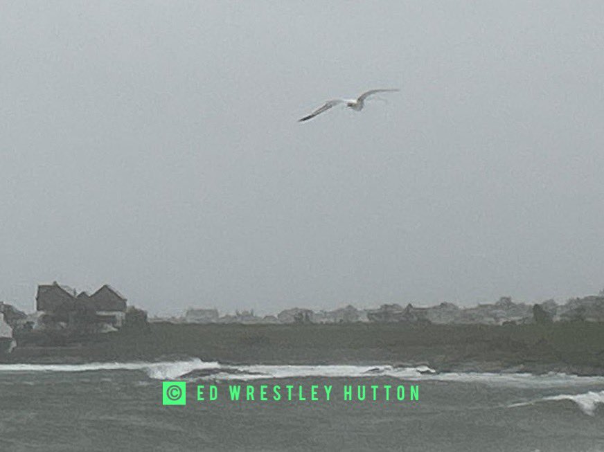TjoLoLo7's tweet photo. “ed” #thesouthafricanabroad went for a drive this morning on the A5 Beach Road “Gansey” coastline
around 11am on the 31 December 2024
Gale winds and rain large waves
#Winter
#Cold
#Rain
#Gailwinds
#LargeWaves
#Waves
#Gulls
#Birds
#IrishSea
#IsleofMan🇮🇲
#MyPhotographs
#MyVideo https://t.co/Y2W7q7xNRb