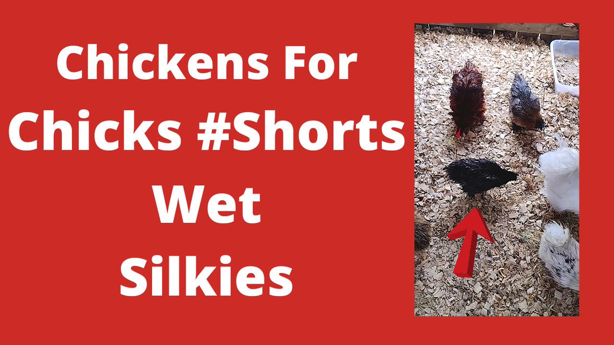 Chickens4Chicks's tweet photo. How Wet Are My Silkie Chickens
https://t.co/JTvjBpdQxD
#wetsilkies #wetchickens #silkies #ChickensForChicks #ChickendaleAR #Chickendale #CFC https://t.co/4vRlxyoQiL
