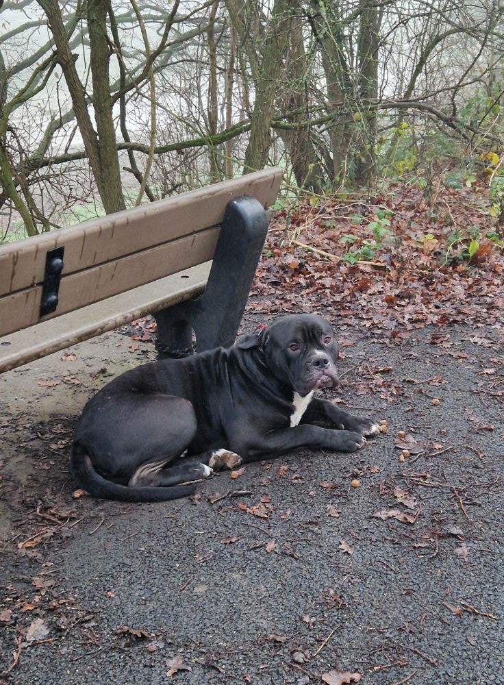 Please retweet to help find a rescue space or any information about this poor dog, dumped tied to a bench #MEXBOROUGH #HARLINGTON #YORKSHIRE #UK  28 Dec, Possibly at risk of euthanasia ? 🆘🆘🆘
'Dog found by me this morning tied to a bench on the trans pennine trail between