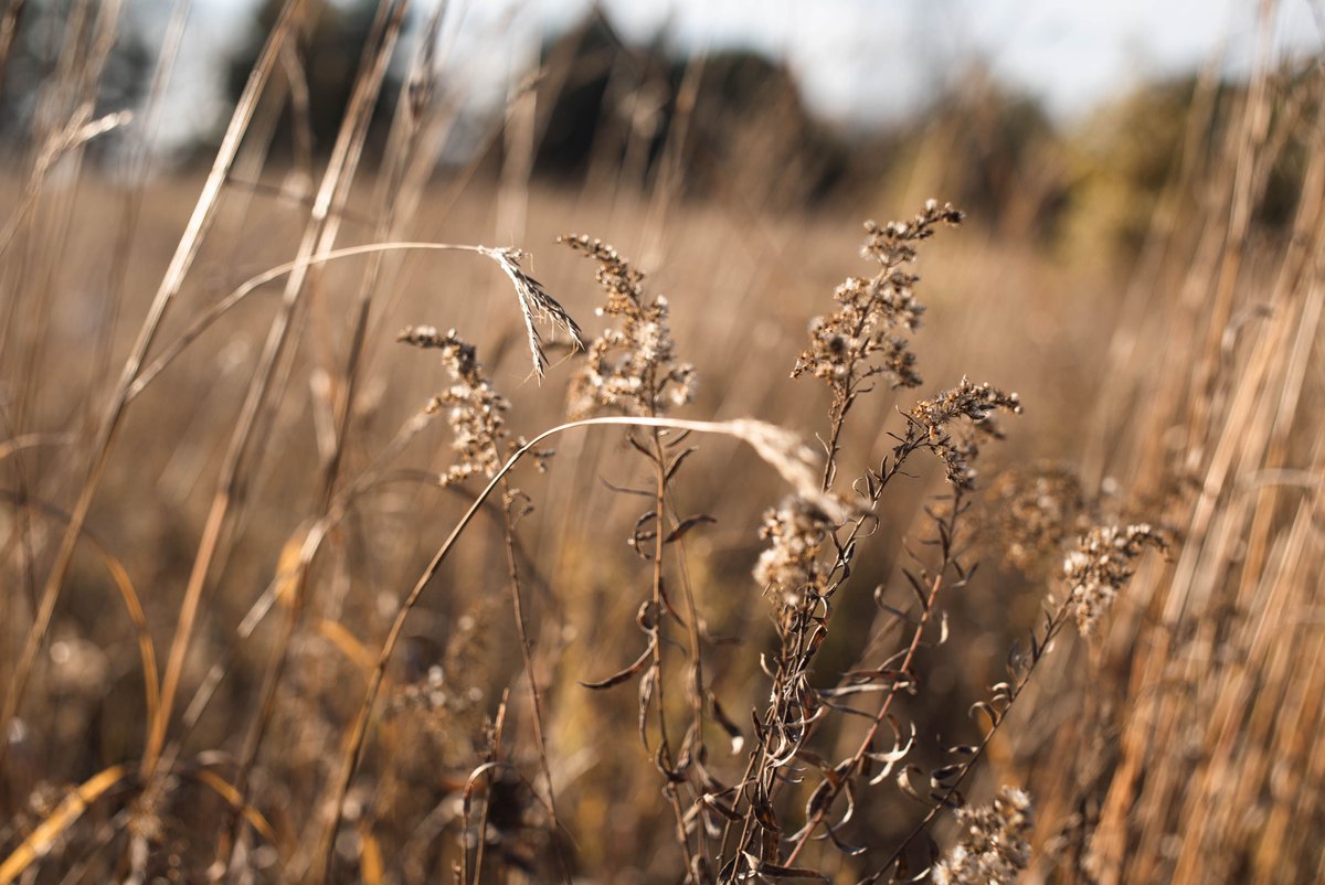 Land Conservancy of West Michigan tweet media