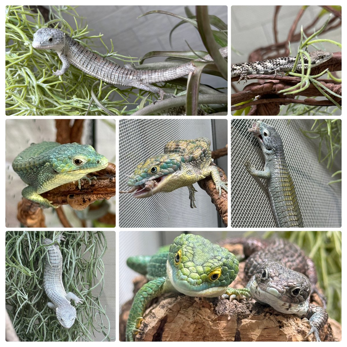 まさ (@perc_climbing) / Posts / X