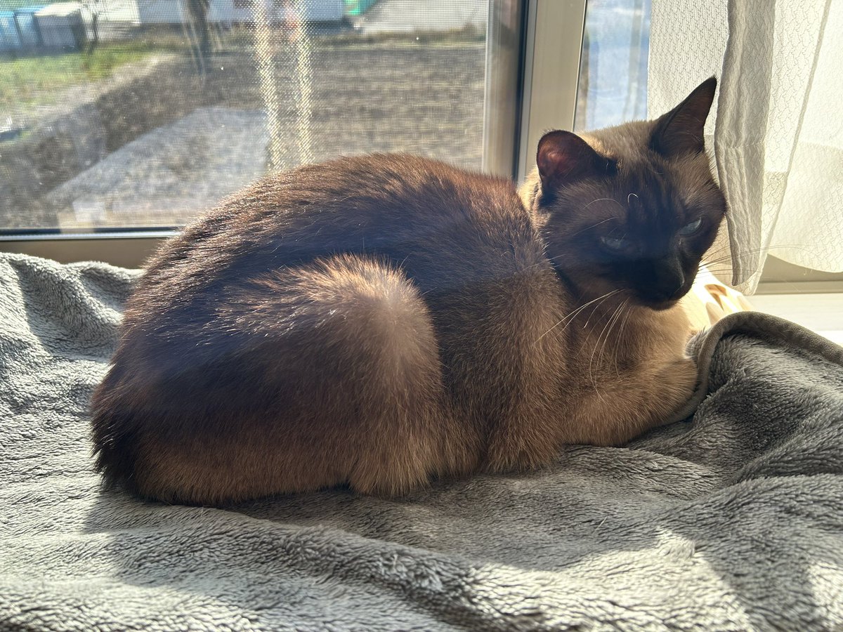 ydo1123's tweet photo. 今年は新しいアパートでゆっくり年越し。

伊勢に帰ってきてます、1月から伊勢で働きます！

普通にご飯食べて紅白楽しんで源さん聞いて頑張ろうと思ってミニ年越しそば食べて、来年順調に行けそうな予感

とりあえず、感謝と
みなさん来年もお元気で、良いお年を✨ https://t.co/gTdKcFFv1h