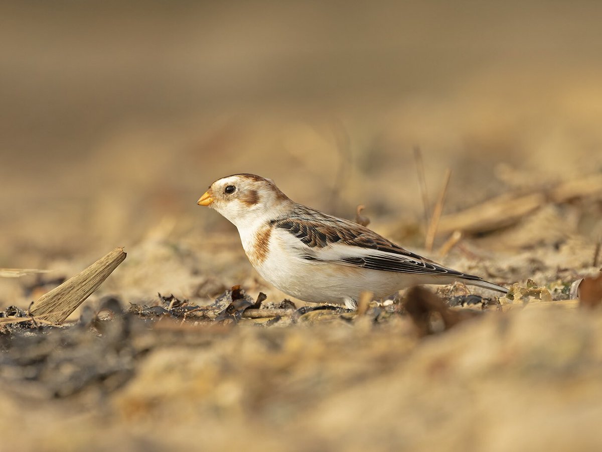 Brian Chard (@brianchard4) on Twitter photo A few from a very confiding Snow bunting at Hamworthy park this morning, great to catchup with <a href="/dfozzie68/">David Foster</a> and Rich today.
<a href="/harbourbirds/">Birds of Poole Harbour</a> <a href="/DorsetBirdClub/">Dorset Bird Club</a> <a href="/DorsetBirds/">Dorset Birds</a> A few from a very confiding Snow bunting at Hamworthy park this morning, great to catchup with <a href="/dfozzie68/">David Foster</a> and Rich today.
<a href="/harbourbirds/">Birds of Poole Harbour</a> <a href="/DorsetBirdClub/">Dorset Bird Club</a> <a href="/DorsetBirds/">Dorset Birds</a>